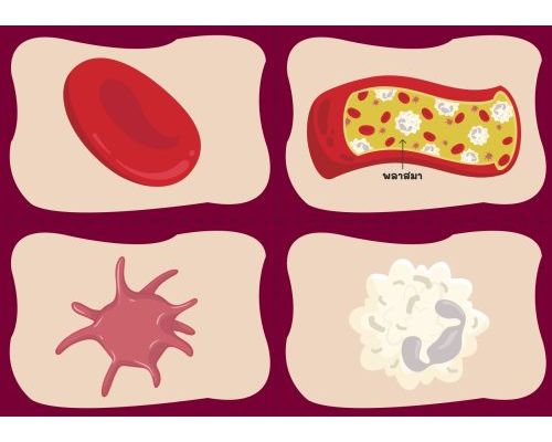 เกม 1 ส่วนประกอบของโลหิต